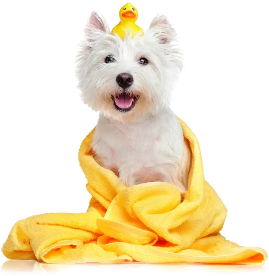 Pet-friendly<br>comfortable